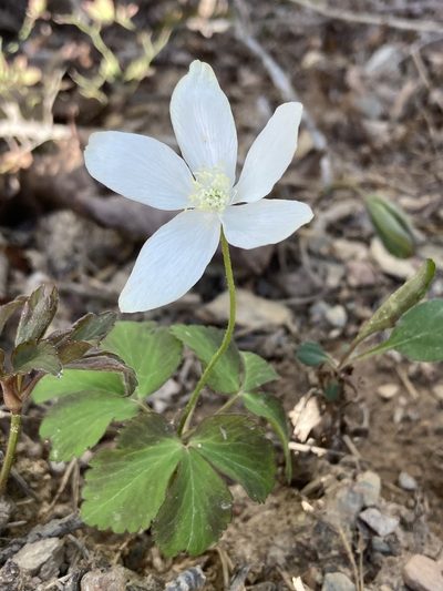 Anemonoides lancifolia, photographed by er-birds