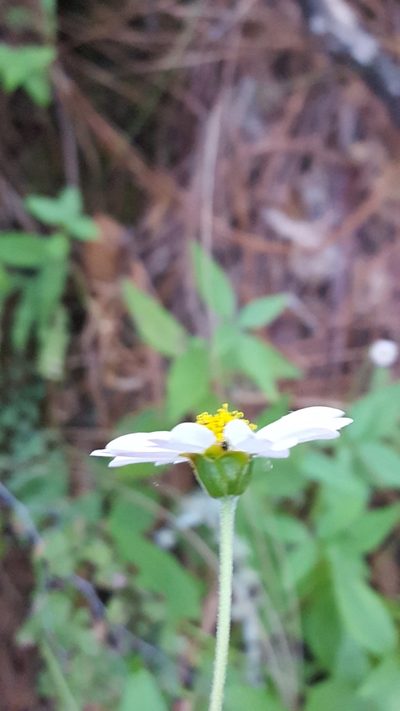 Sabazia multiradiata, photographed by Eugenio Padilla