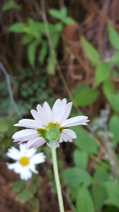 Sabazia multiradiata, photographed by Eugenio Padilla
