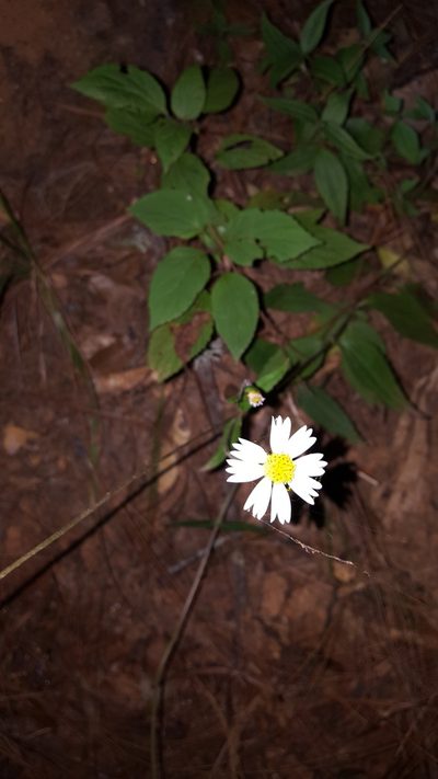 Sabazia multiradiata, photographed by Eugenio Padilla