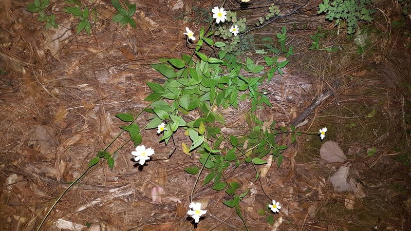 Sabazia multiradiata, photographed by Eugenio Padilla