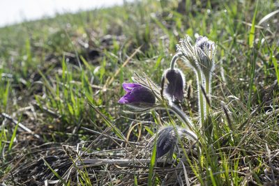 Pulsatilla montana, photographed by Conrad Altmann