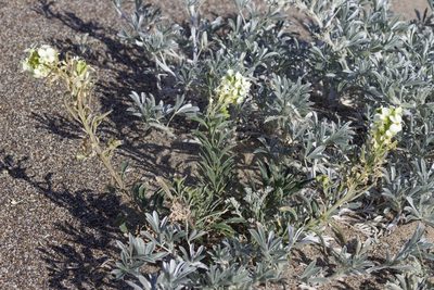 Erysimum concinnum, photographed by Arvel Hernandez