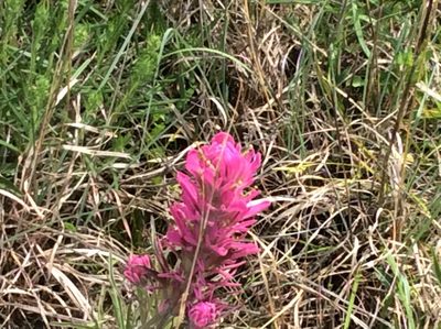 Castilleja purpurea, photographed by Roz Hunter