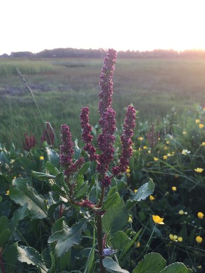 Rumex maricola, photographed by Erasmo Macaya Horta