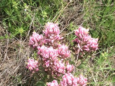 Castilleja purpurea, photographed by Roz Hunter