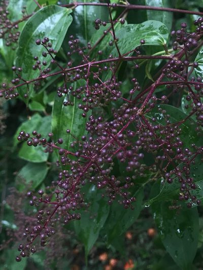 Miconia minutiflora, photographed by Nicolás Baresch Uribe
