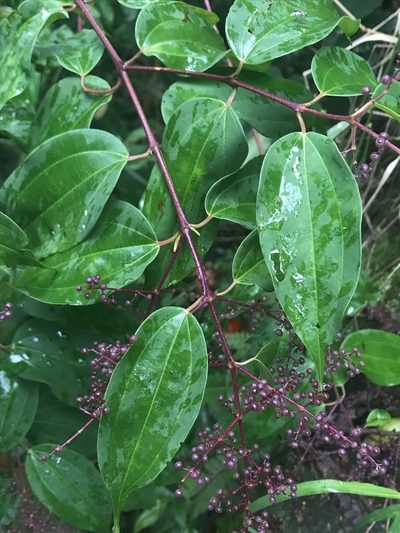 Miconia minutiflora, photographed by Nicolás Baresch Uribe