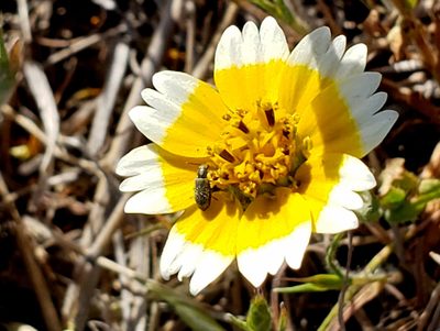 Layia chrysanthemoides, photographed by Mary K. Hanson