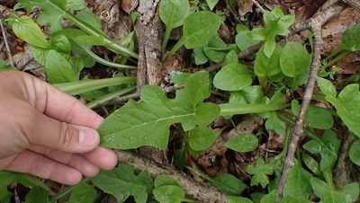 Nabalus crepidineus, photographed by John Abrams