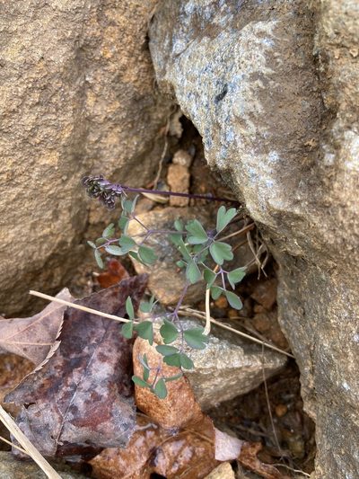 Thalictrum macrostylum, photographed by Brandon Wheeler