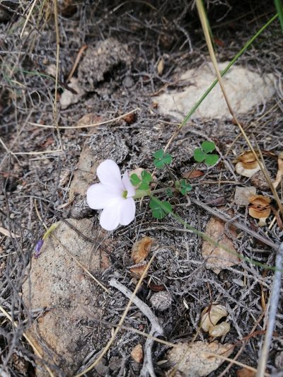 Oxalis fibrosa, photographed by Danie Palm