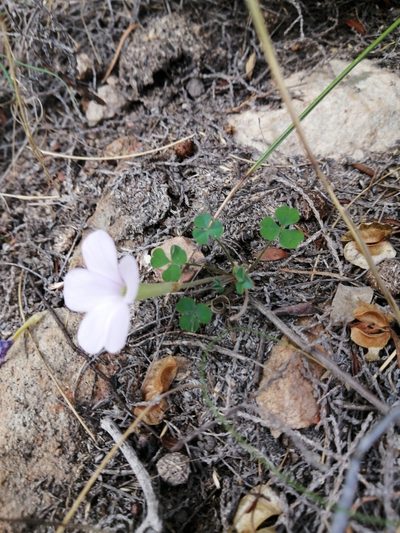 Oxalis fibrosa, photographed by Danie Palm