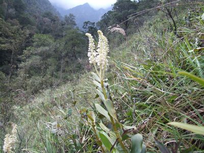 Mycaranthes magnicallosa, photographed by Thibaud Aronson