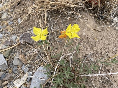 Oenothera hartwegii, photographed by CK2AZ