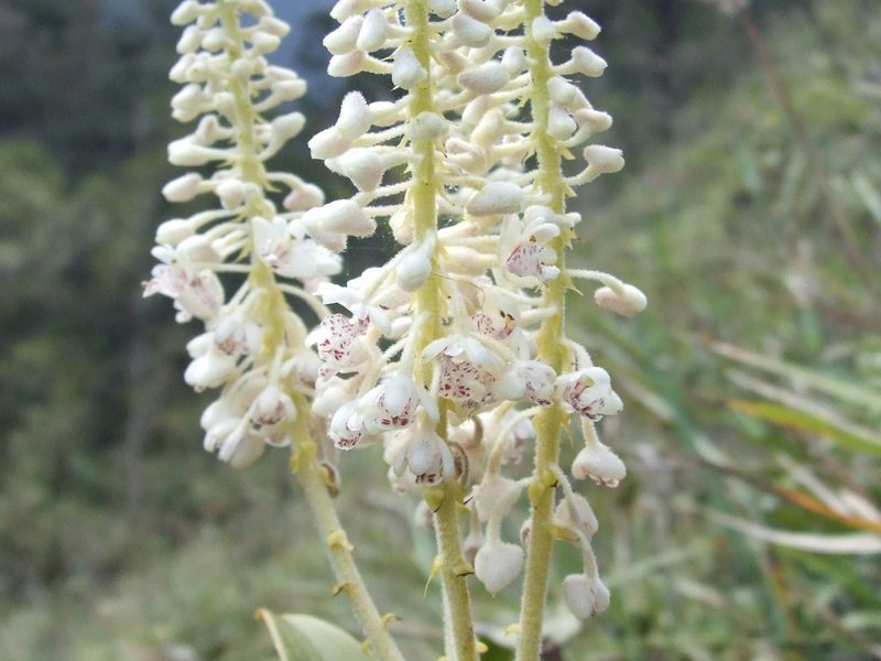 Mycaranthes magnicallosa, photographed by Thibaud Aronson