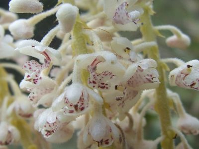 Mycaranthes magnicallosa, photographed by Thibaud Aronson