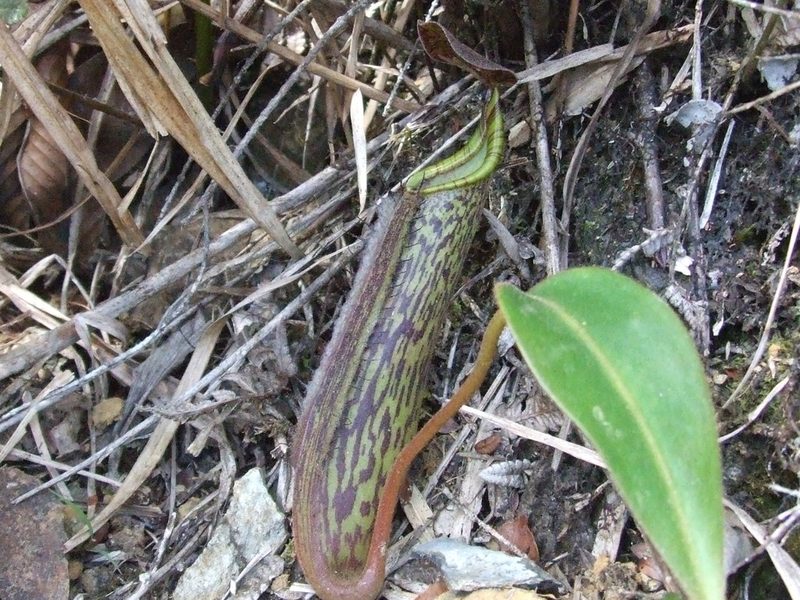 Nepenthes fusca, photographed by Thibaud Aronson