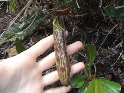 Nepenthes fusca, photographed by Thibaud Aronson