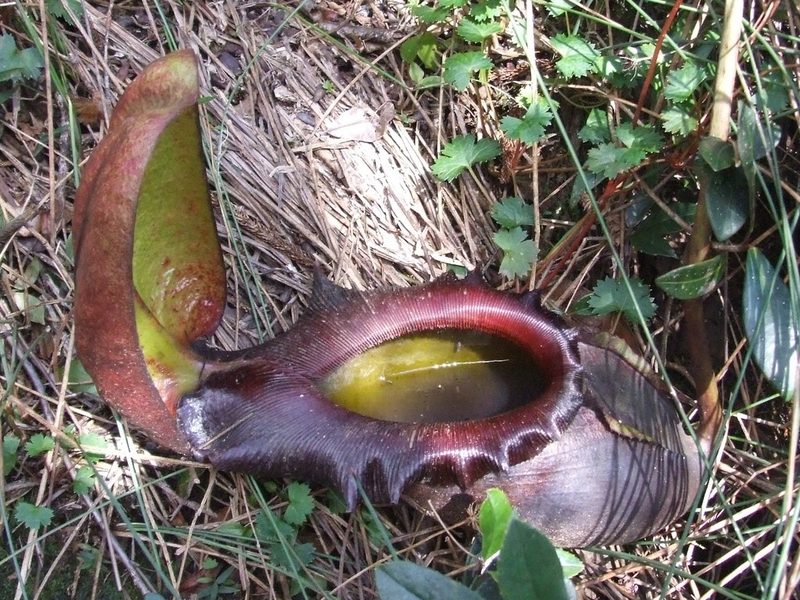 Nepenthes rajah, photographed by Thibaud Aronson