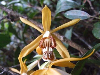 Coelogyne radioferens, photographed by Thibaud Aronson