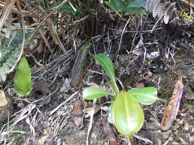 Nepenthes fusca, photographed by Thibaud Aronson