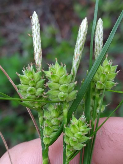 Carex tenax, photographed by Scott Ward