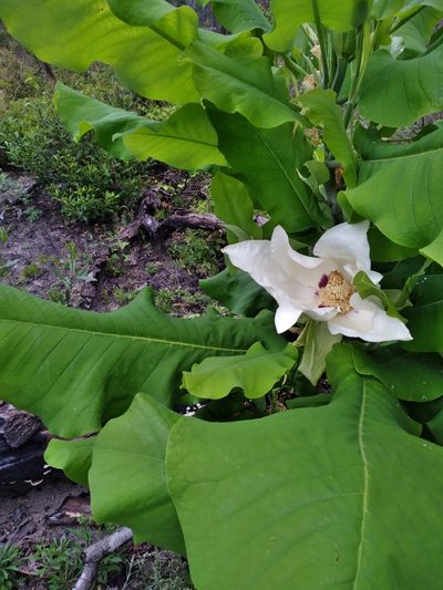 Magnolia ashei, photographed by Scott Ward
