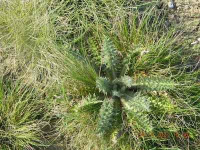 Carduus uncinatus, photographed by Galyna Mykytynets