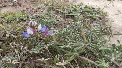Lupinus variicolor, photographed by Isaac Krone