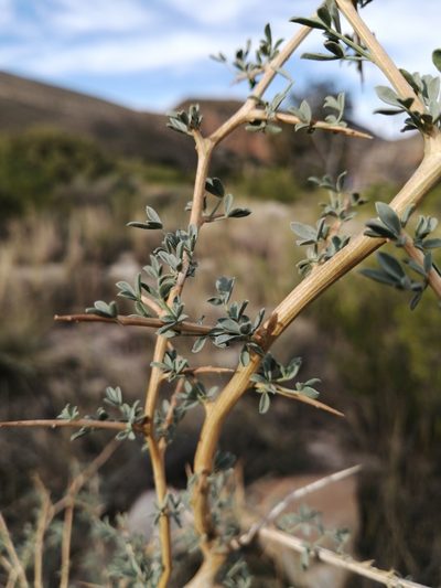 Wiborgia mucronata, photographed by Danie Palm