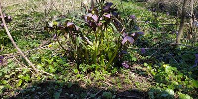 Helleborus purpurascens, photographed by xulescu_g
