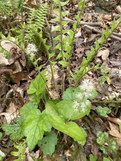 Tiarella cordifolia, photographed by Carol Ann McCormick