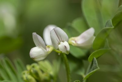 Coronilla cretica, photographed by Eleftherios Katsillis