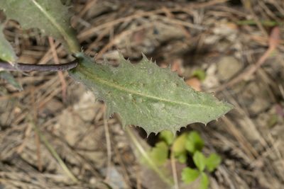 Lactuca tuberosa, photographed by Eleftherios Katsillis