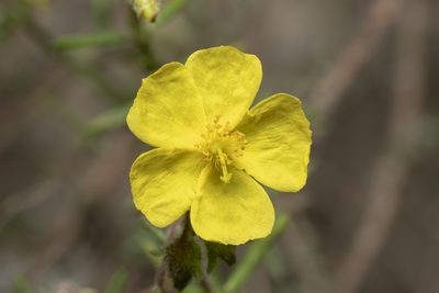 Fumana laevis, photographed by Eleftherios Katsillis