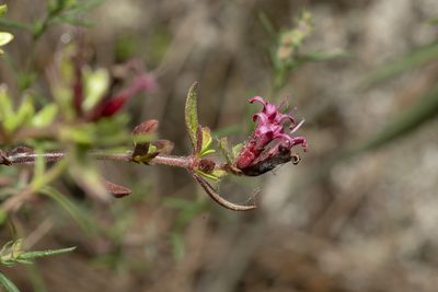 Plocama calabrica, photographed by Eleftherios Katsillis