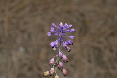 Muscari weissii, photographed by Eleftherios Katsillis