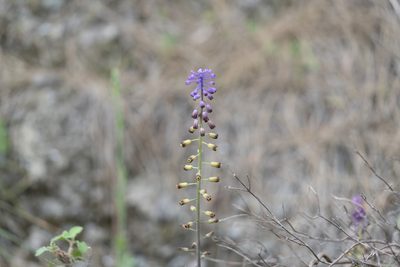Muscari weissii, photographed by Eleftherios Katsillis
