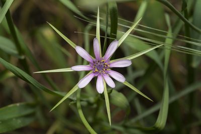 Geropogon hybridus, photographed by Eleftherios Katsillis