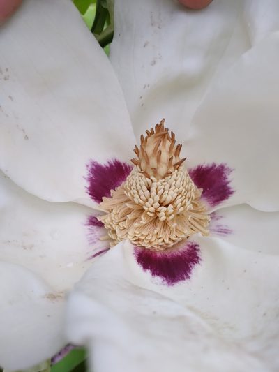 Magnolia ashei, photographed by Scott Ward