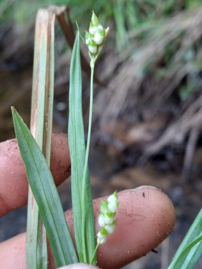 Carex abscondita, photographed by Scott Ward
