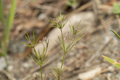 Jubogalium setaceum, photographed by Eleftherios Katsillis