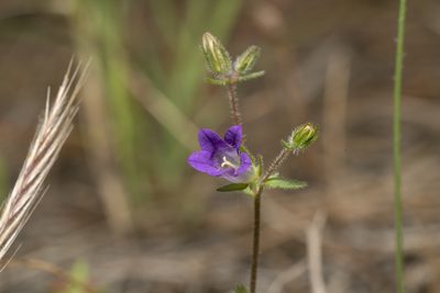 Campanula rhodensis, photographed by Eleftherios Katsillis