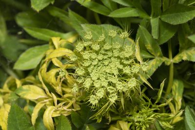 Ammi majus, photographed by Eleftherios Katsillis