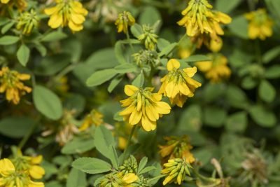 Trigonella balansae, photographed by Eleftherios Katsillis
