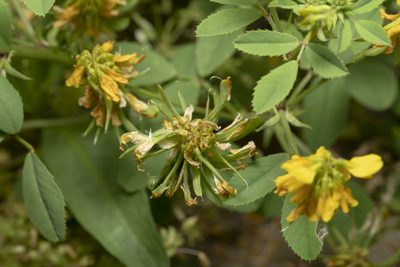 Trigonella balansae, photographed by Eleftherios Katsillis