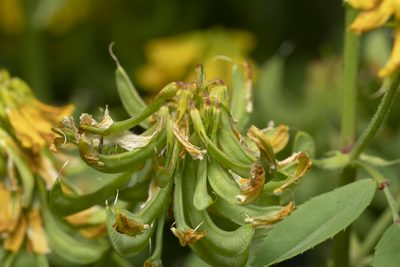 Trigonella balansae, photographed by Eleftherios Katsillis