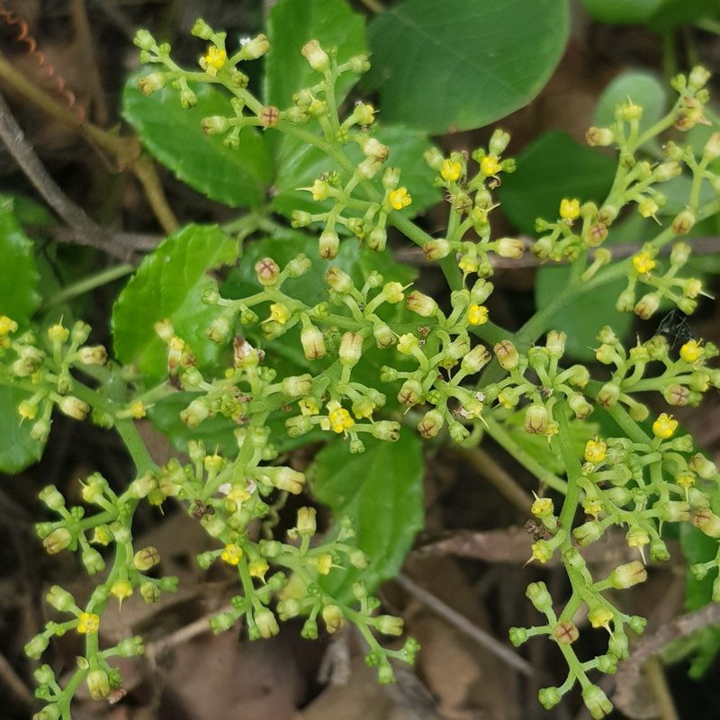 Cyphostemma flaviflorum, photographed by Margaret Burger