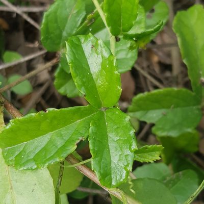 Cyphostemma flaviflorum, photographed by Margaret Burger